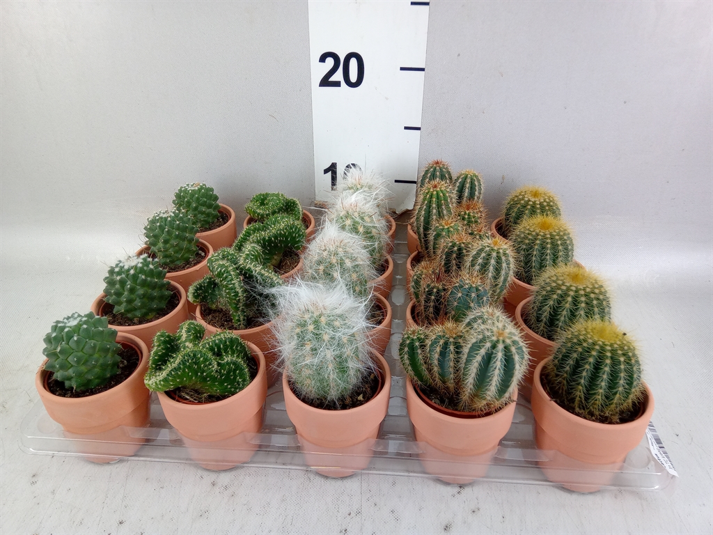 Cactus Mix 5Ø 10cm