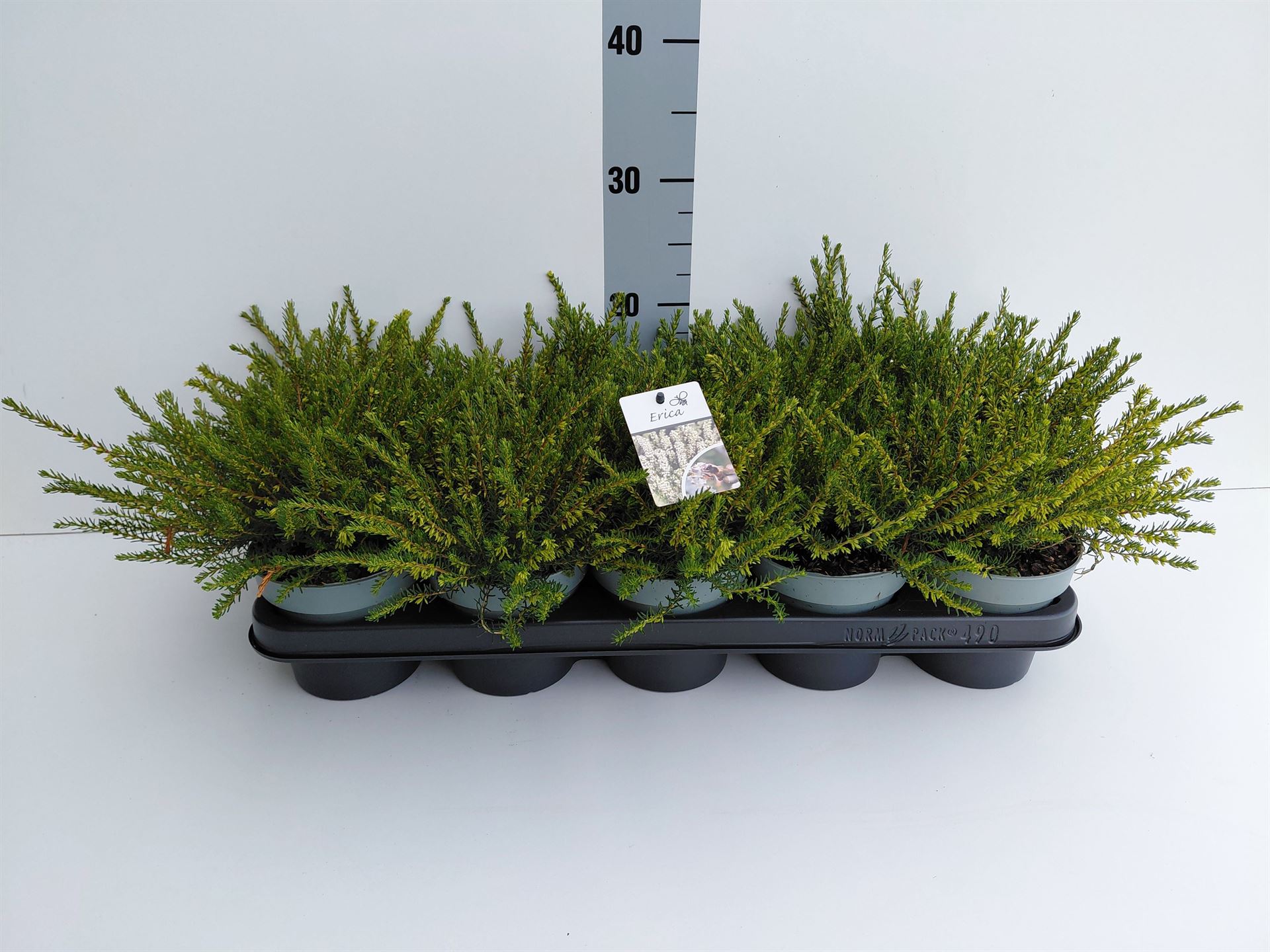 Erica Darleyensis Silberschmelze 12Ø 20cm