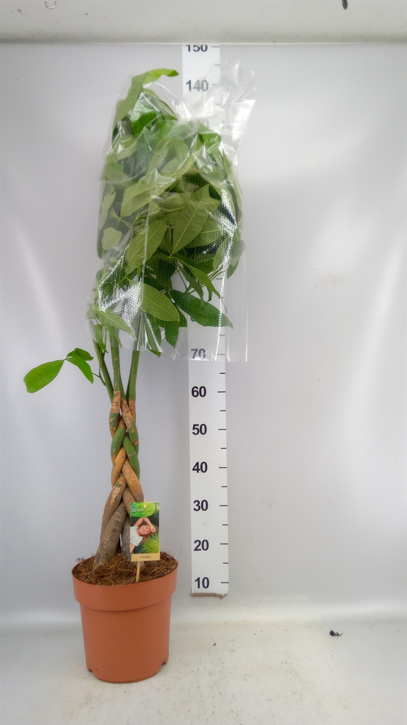 Pachira Aquatica 24Ø 120cm