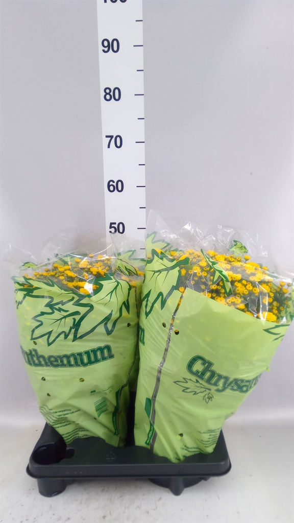 Chrysanthemum Jasoda Dark Yellow 19Ø 45cm