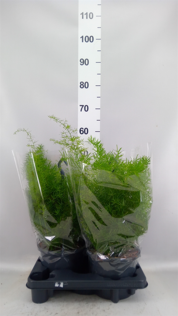 Asparagus Densiflorus Sprengeri 19Ø 60cm