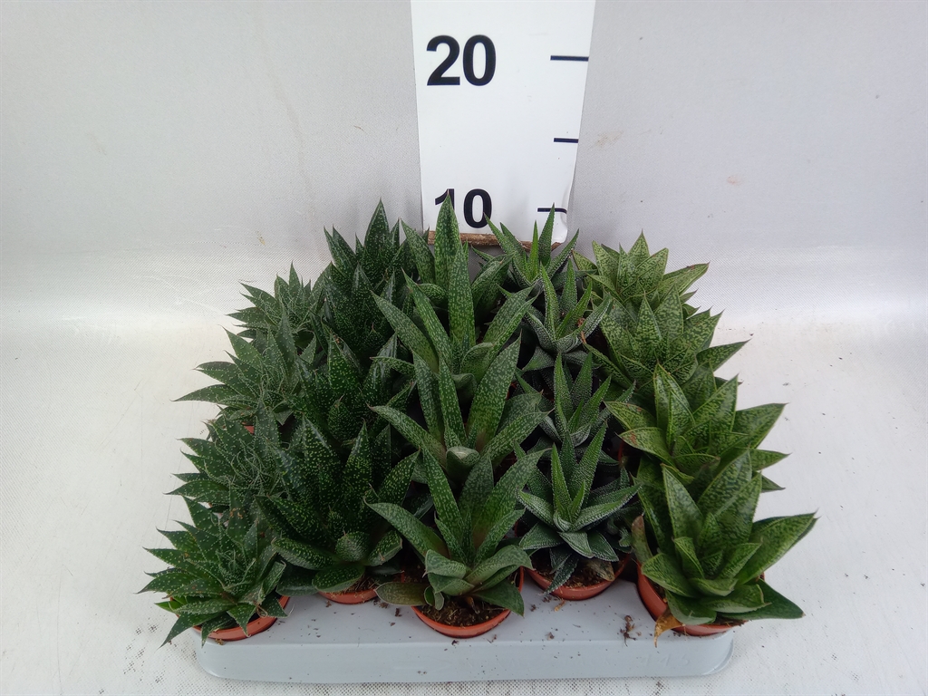 Aloe Mix 5Ø 8cm