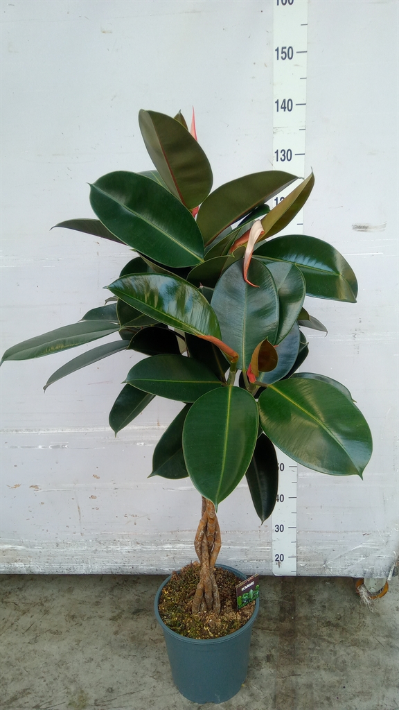 Ficus Burgundy 27Ø 120cm