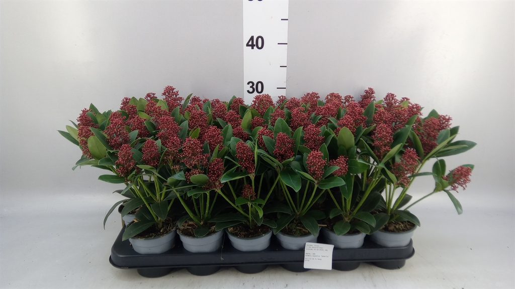 Skimmia Jap Rubella 509Ø 15cm