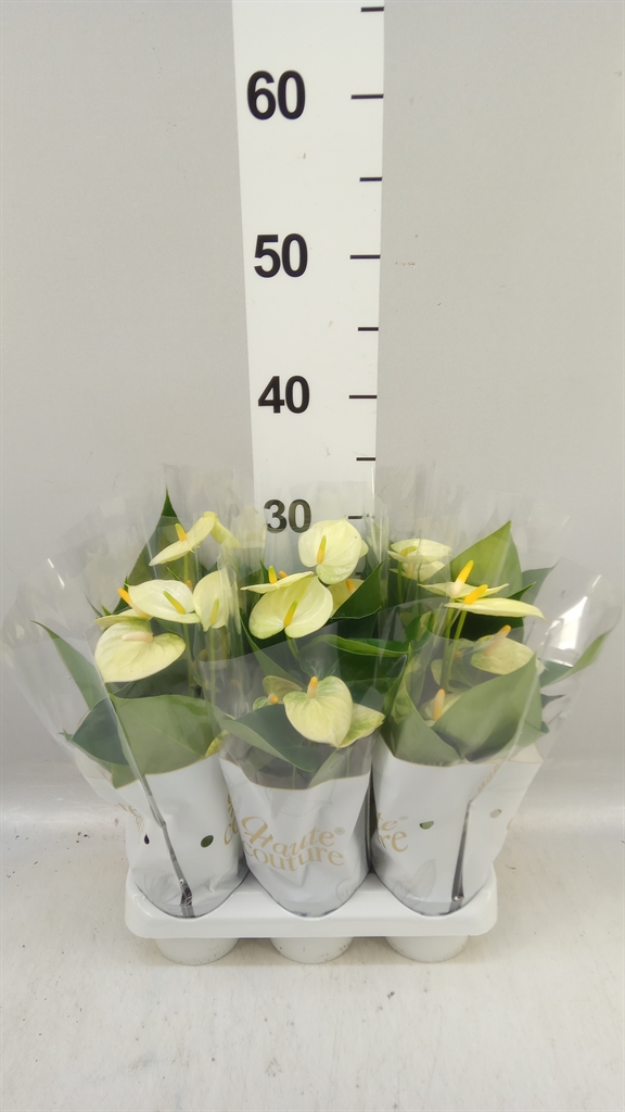 Anthurium Vanilla 9Ø 29cm