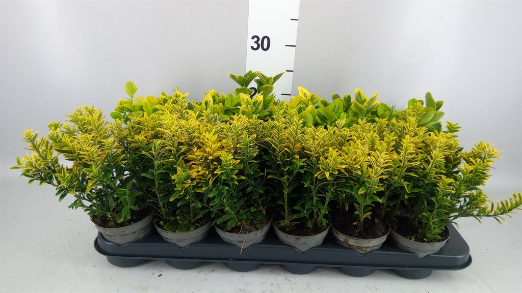 Euonymus Mix 9Ø 25cm