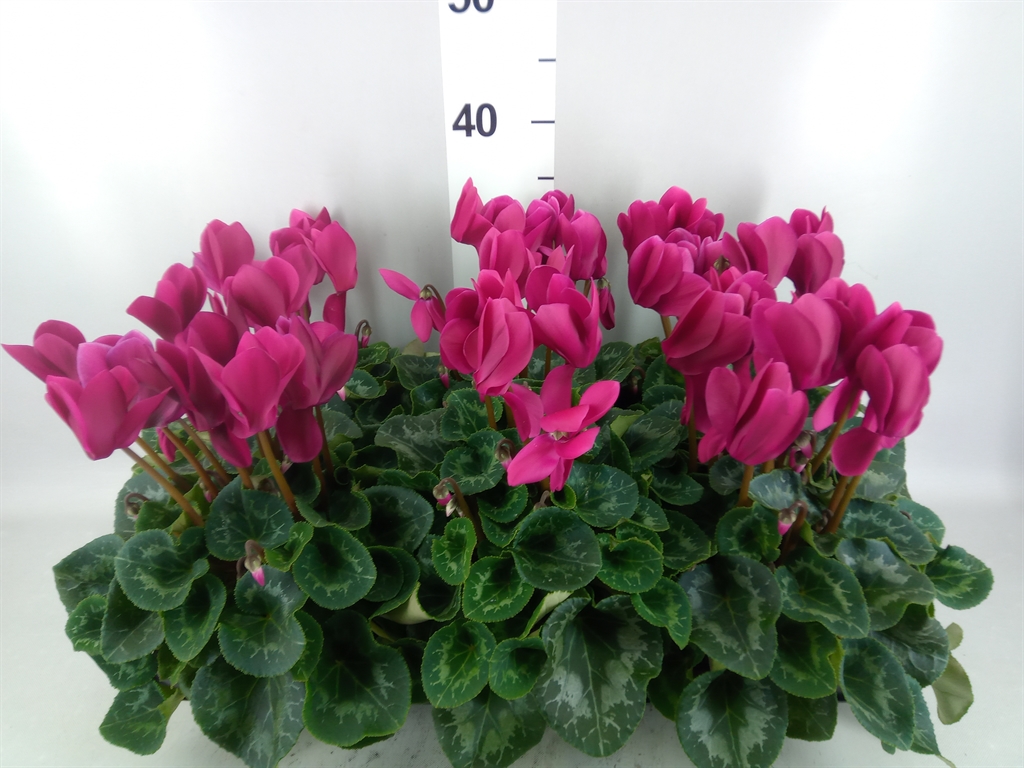 Cyclamen Super Serie Leopardo 13Ø 30cm