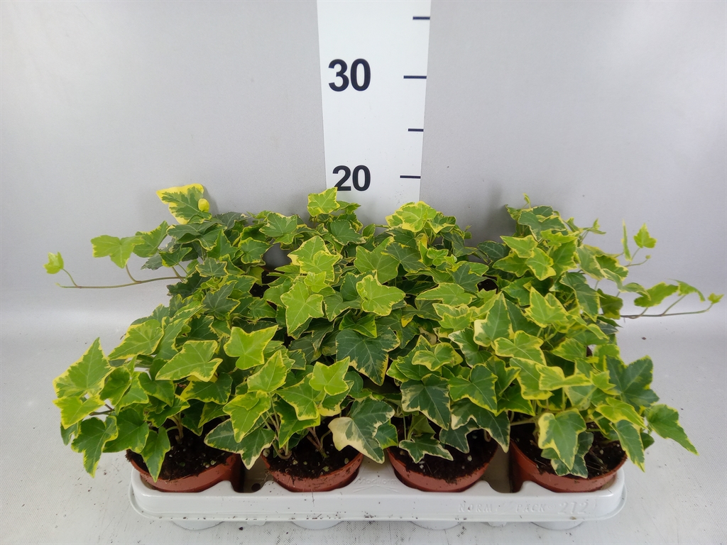 Hedera Helix Goldchild 9Ø 10cm