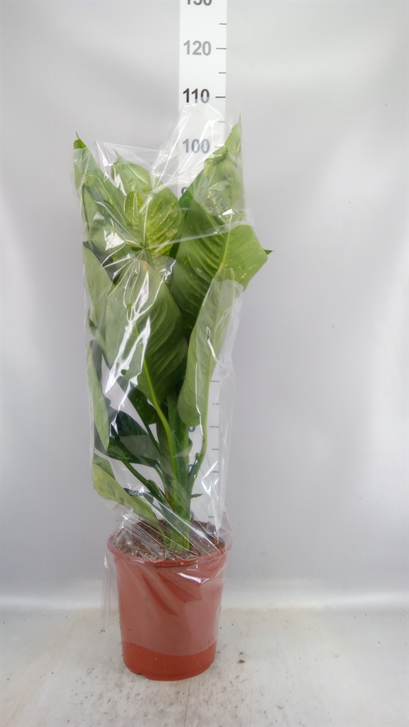 Dieff Living Fantasy 24Ø 100cm