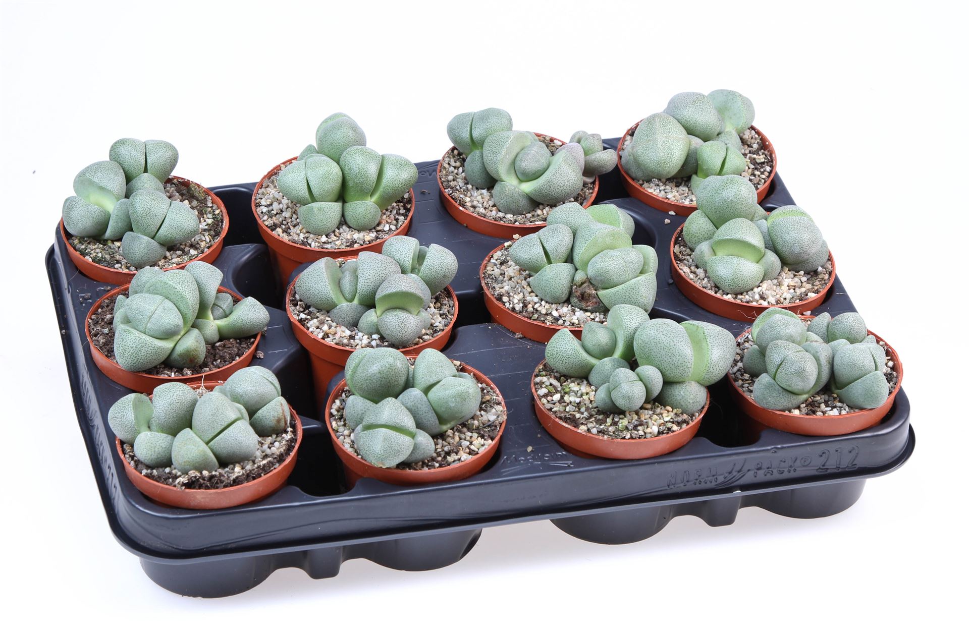 Lithops 508Ø