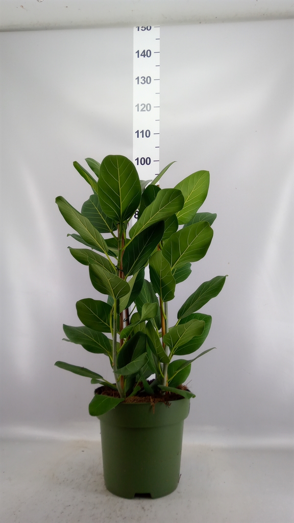 Ficus Benghalensis Audrey 27Ø 100cm