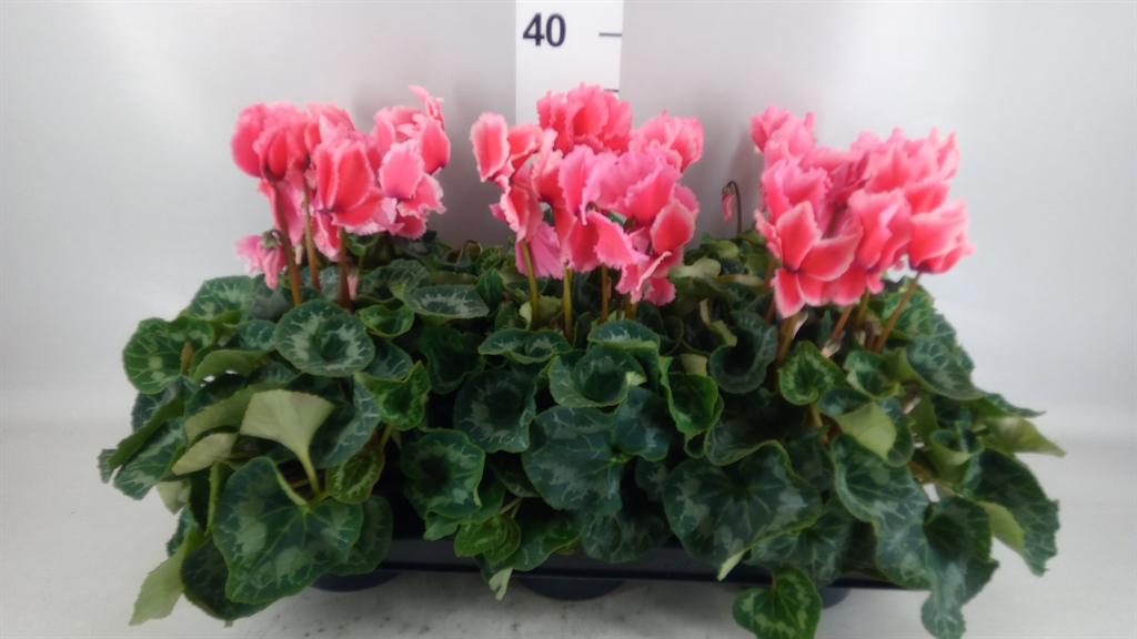Cyclamen Halios Curly Litchi 13Ø 30cm