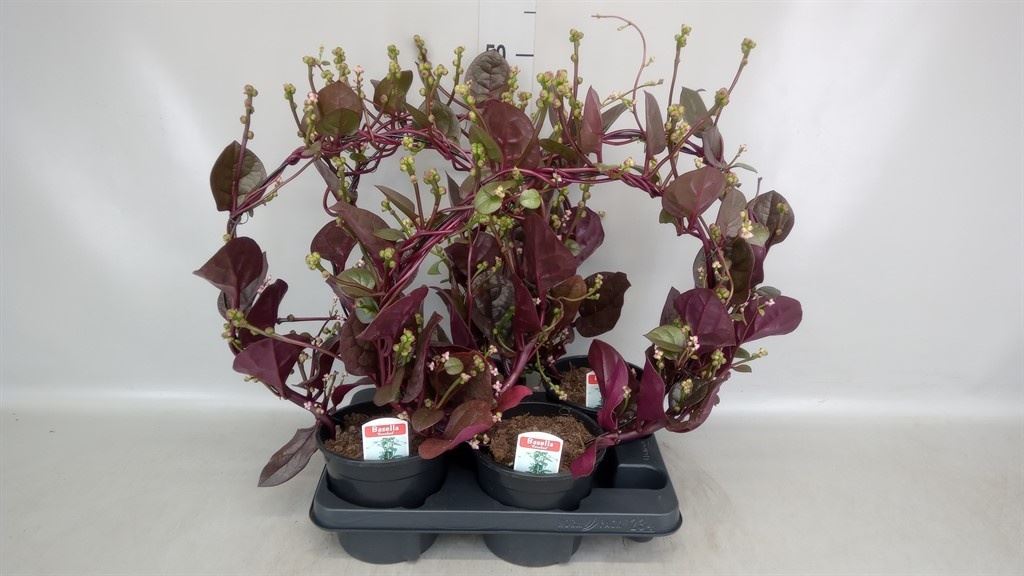 Basella Alba Rosebud 15Ø 60cm