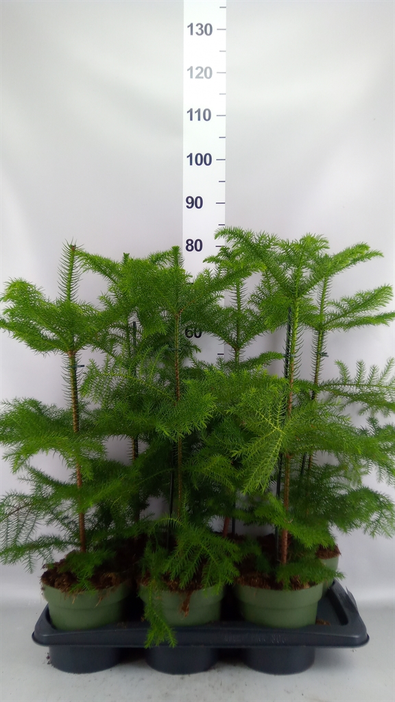 Araucaria Heterophylla 17Ø 50cm