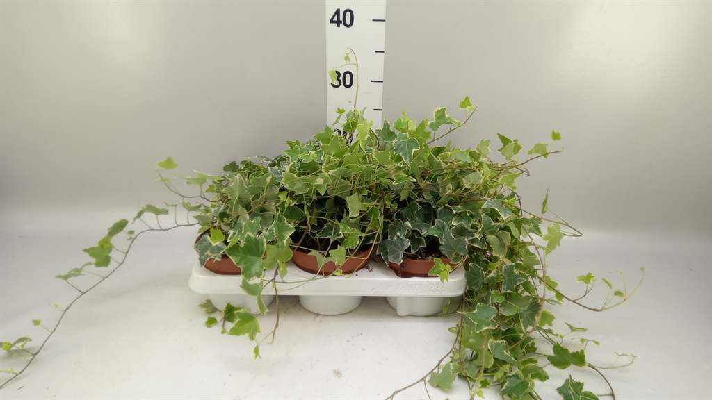 Hedera Helix Eva 13Ø 30cm