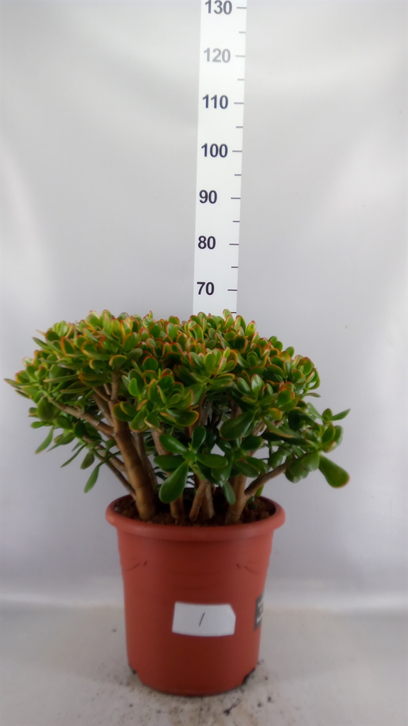 Crassula Sunset 32Ø 65cm