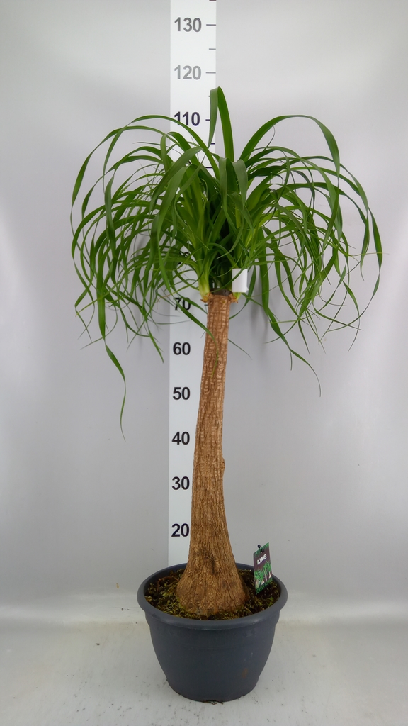 Beaucarnea Recurvata 26Ø 90cm