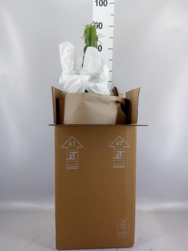 Euphorbia Abyssinica 21Ø 95cm