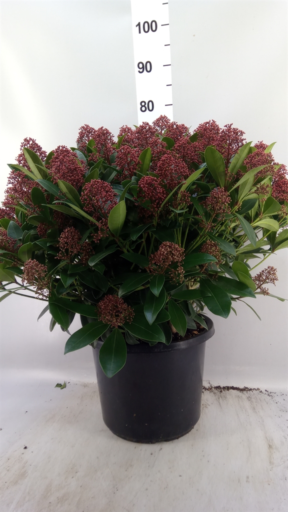 Skimmia Jap Rubella 32Ø 70cm