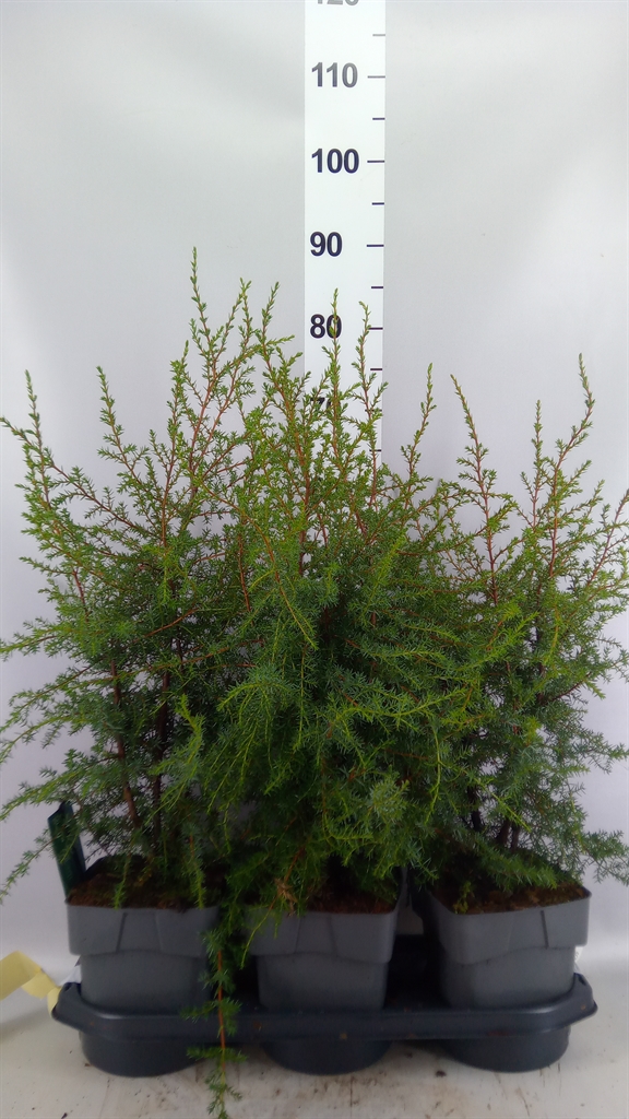 Jun Communis Suecica 19Ø 50cm