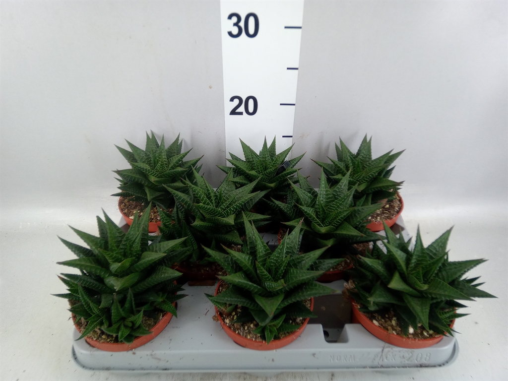 Haworthia Limifolia 10Ø 20cm