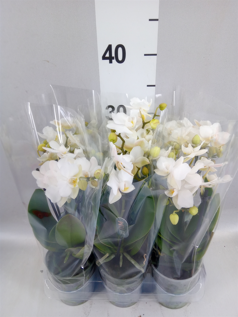 Phalaenopsis Multiflora Zurich 9Ø 40cm 2st