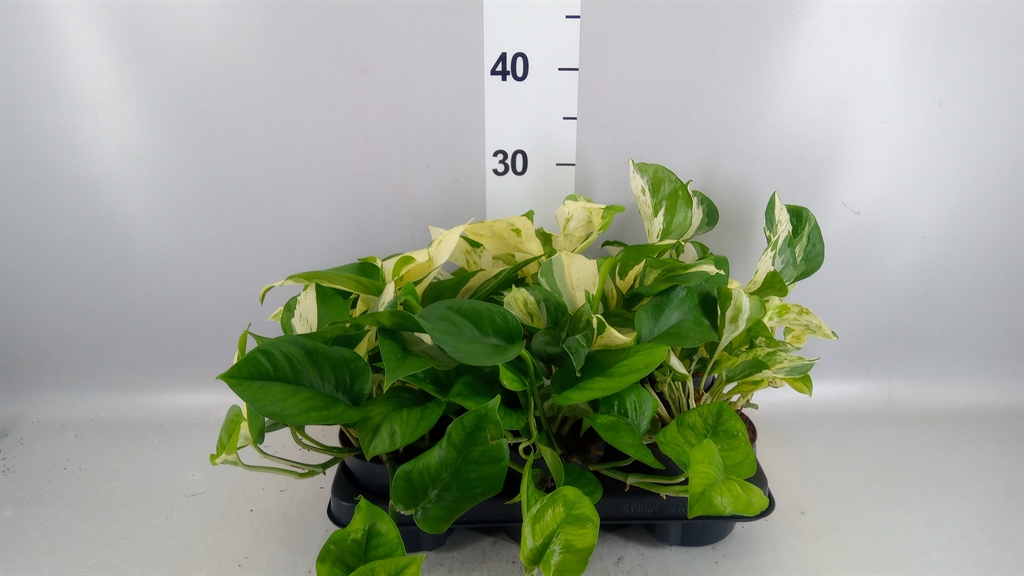 Epipr Manjula 12Ø 25cm