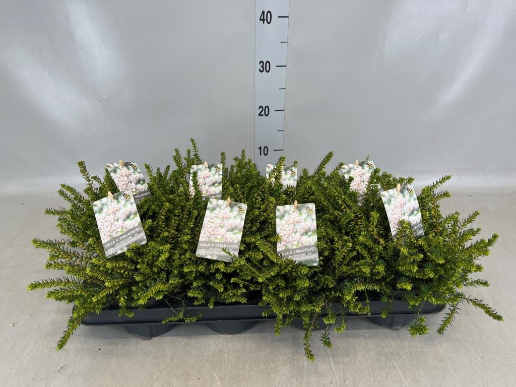 Erica Darleyensis White Perfection 11Ø 20cm