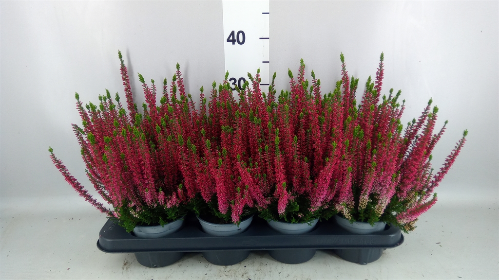 Calluna Vulgaris Beauty Ladies Steffi 12Ø 25cm