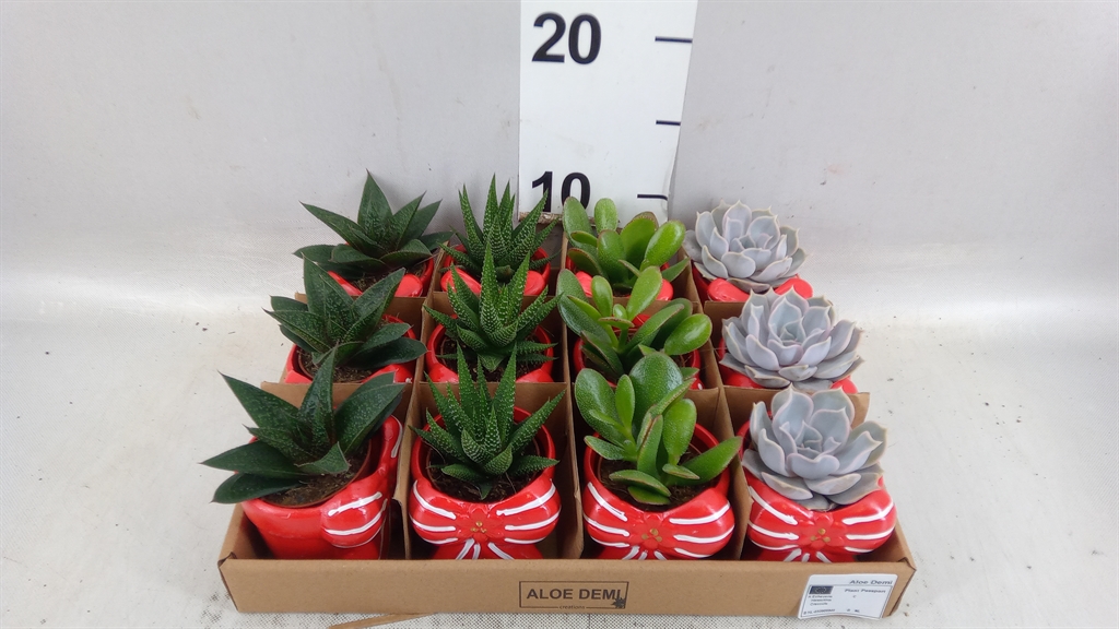Vetplanten Arr 6% 7Ø