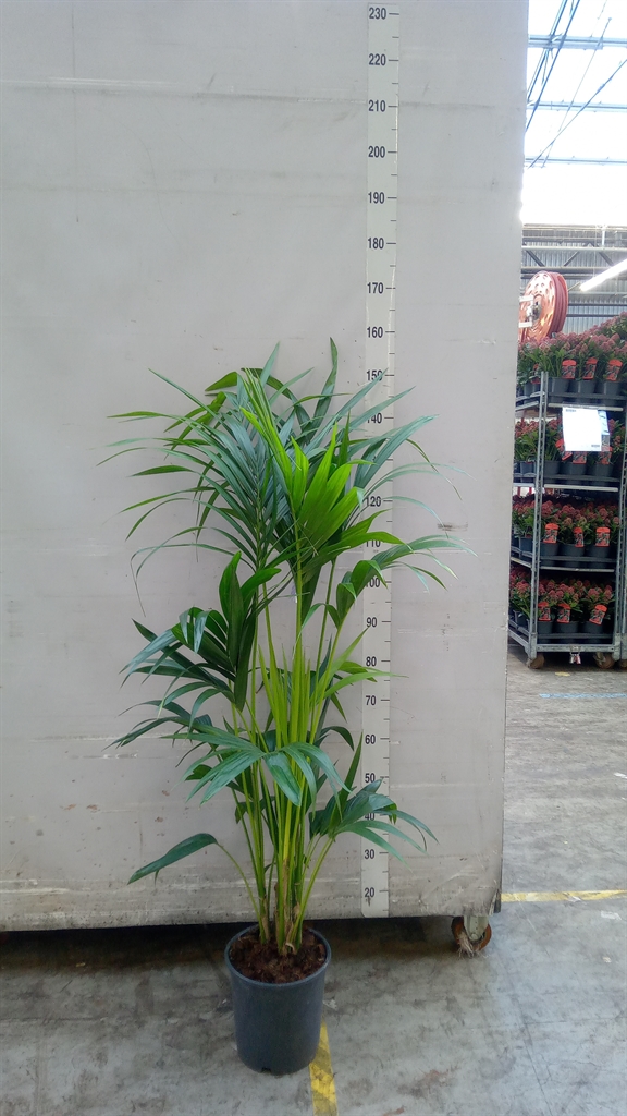 Howea Forsteriana 24Ø 150cm