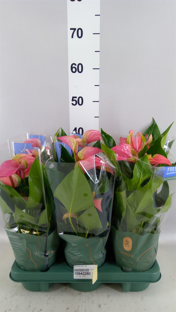 Anthurium Joli 12Ø 40cm