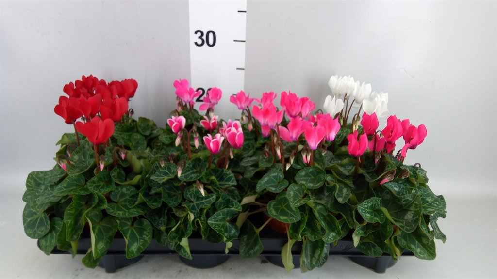 Cyclamen Super Serie Carino 10Ø 25cm
