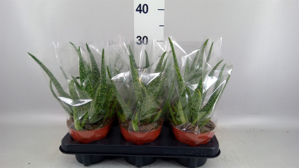 Aloe Vera 12Ø 27cm