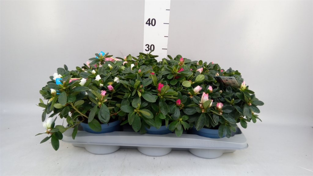 Rhodo Si V Gem 6 Srt 14Ø 30cm