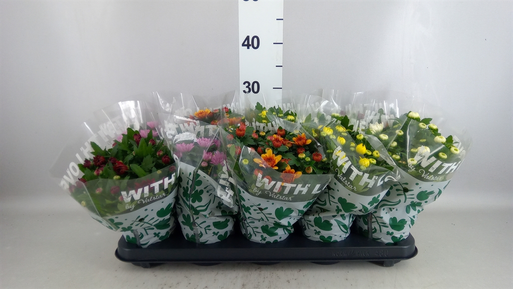 Chrysanth Mix 5 Colours 12Ø 25cm