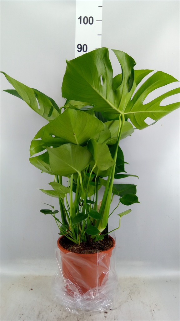 Monstera Deliciosa 21Ø 80cm