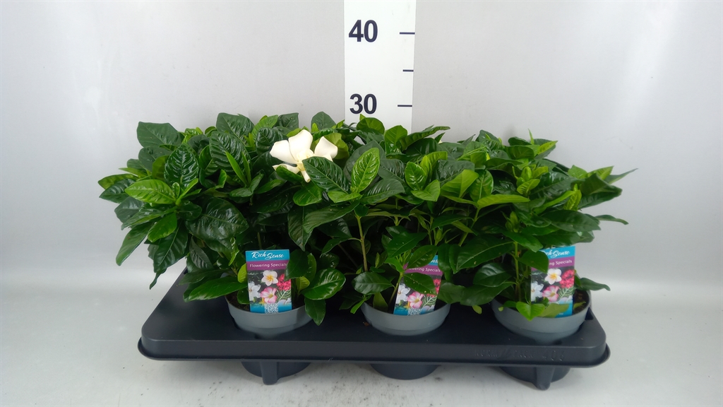 Gardenia 13Ø 26cm