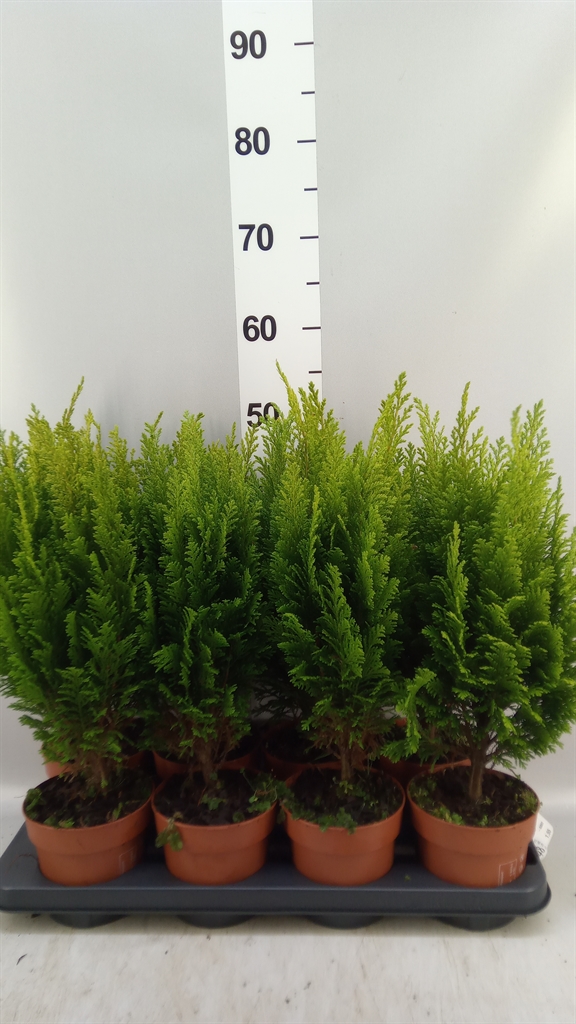 Chamaecyparis Ellwoods Empire 13Ø 50cm