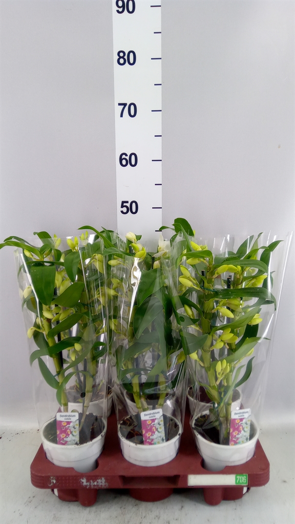 Dendrobium Star Class Apollon 12Ø 45cm 2st
