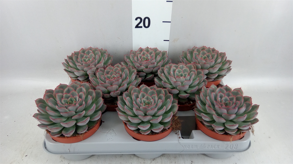 Echeveria Hercules 10Ø 14cm