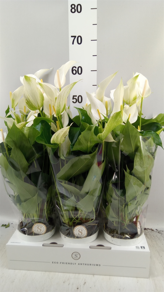 Anthu Banderola Cava 12Ø 40cm