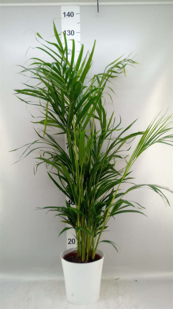 Dypsis Lutescens 20Ø 115cm