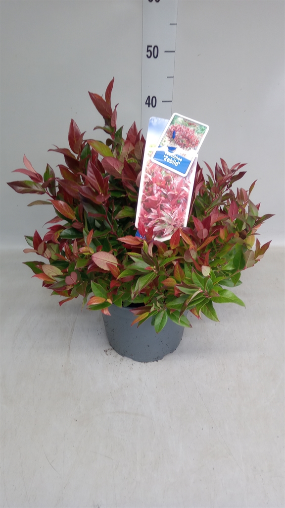 Leucothoe Zeblid 23Ø 40cm