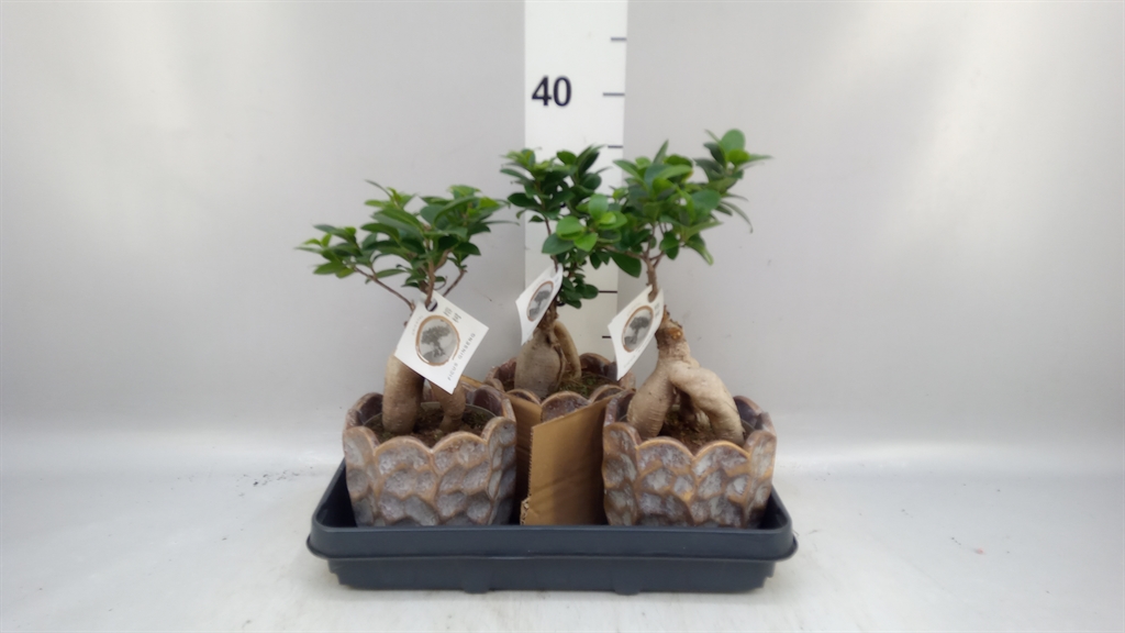 Fic Mi Ginseng 15Ø 35cm