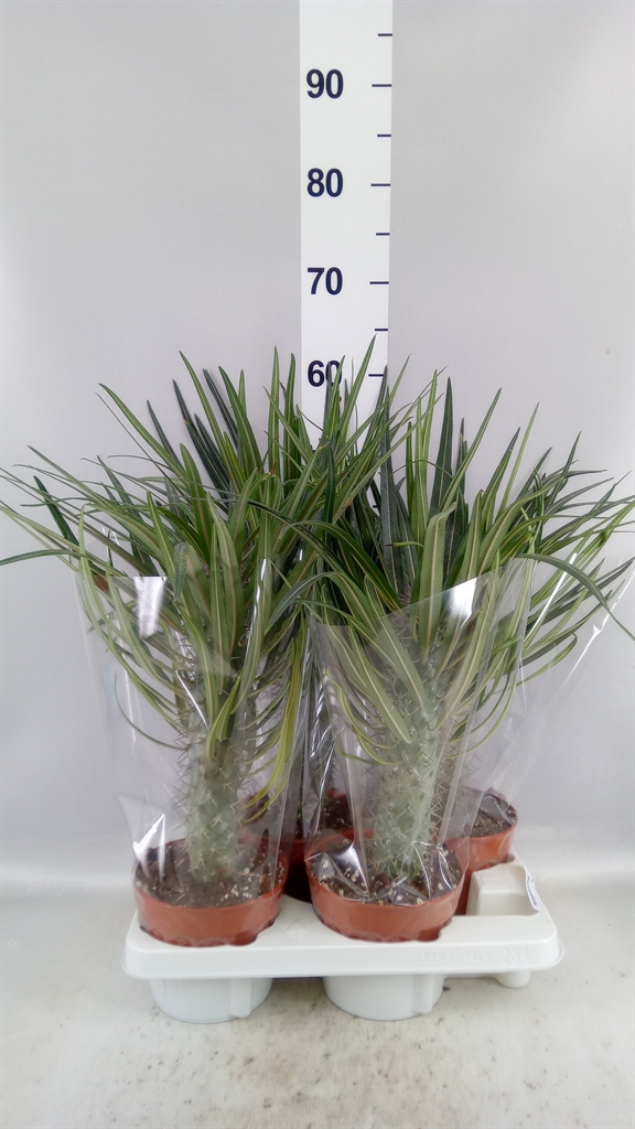 Pachy Geayi 15Ø 20cm