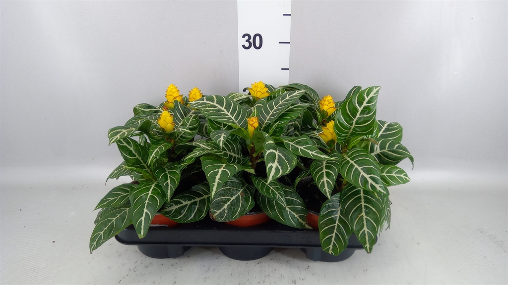 Aphelandra Squarrosa Dania 13Ø 27cm
