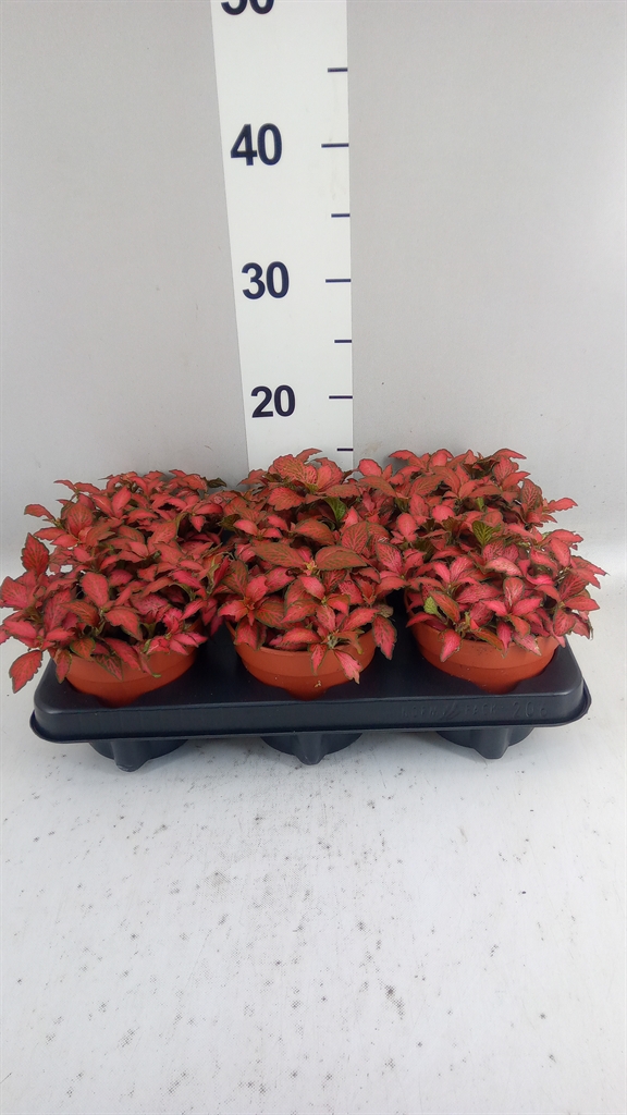 Fittonia Verschaffeltii Forest Flame 12Ø 20cm