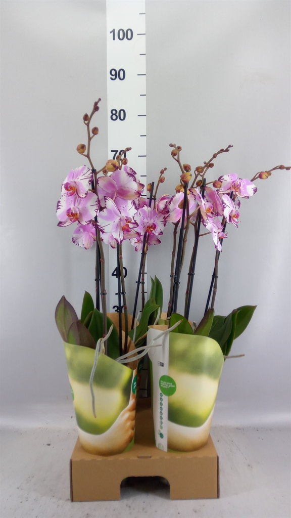Phalaenopsis Magic Art 12Ø 55cm 2st