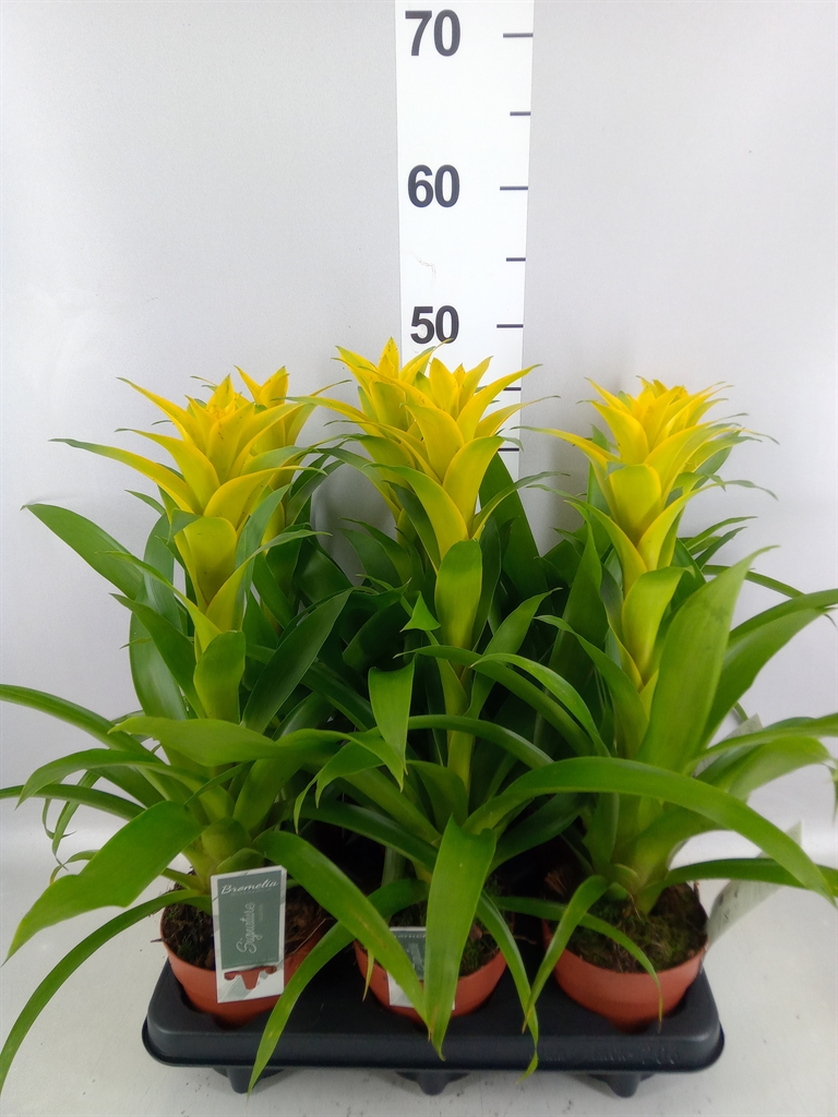 Guzmania Desire 12Ø 45cm